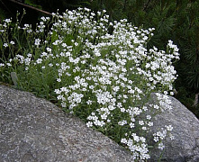 Гипсофила (Gypsophila pacifica)