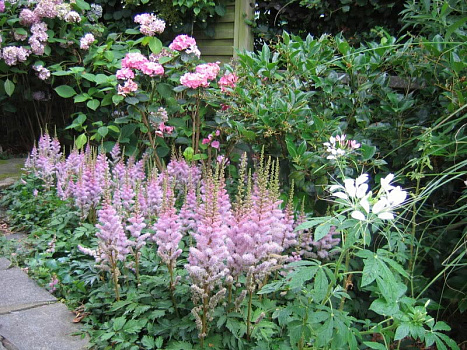 Астильба китайская Пумила (Astilbe chinensis Pumila) Р9