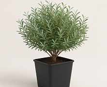 Ива пурпурная Нана (Salix purpurea Nana) р9 П