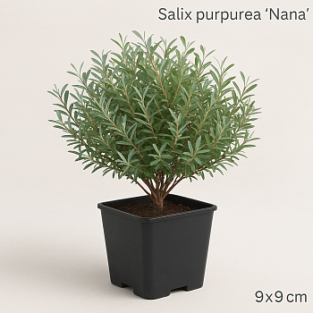Ива пурпурная Нана (Salix purpurea Nana) р9 П