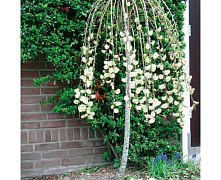 Ива козья Килмарнок (Salix caprea Kilmarnock) С5 штамб 1,4-1,6м