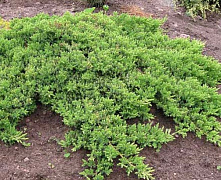 Можжевельник лежачий Нана (Juniperus procumbens Nana) С2 30-40 см