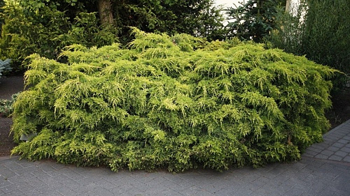 Можжевельник средний Пфитцериана Пирамид (Juniperus pfitzeriana.Piramid) C5 40-50 см.