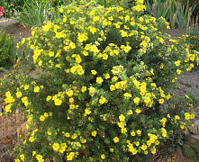 Лапчатка кустарниковая Голдпич (Potentilla fruticosa) р9 П