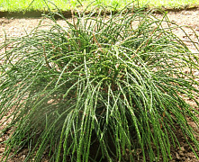 Туя складчатая Випкорд (Thuja plicata Whipcord) С5 30-40см