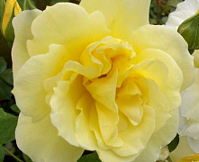 Роза парковая Гелбе Дармар Хаструп (Gelbe Dagmar Hastrup)(саженец класса АА+) высший сорт