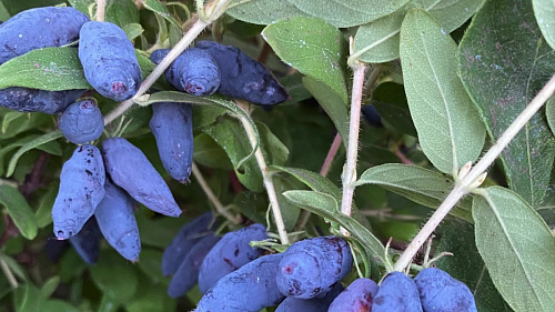 Жимолость Томичка С2