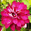 Клематис Ред Стар (Clematis Red Star)