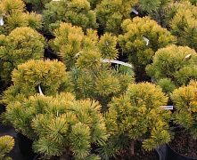 Сосна горная Винтер Голд (Pinus mugo Winter Gold) 60-70