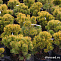 Сосна горная Винтер Голд (Pinus mugo Winter Gold) 60-70