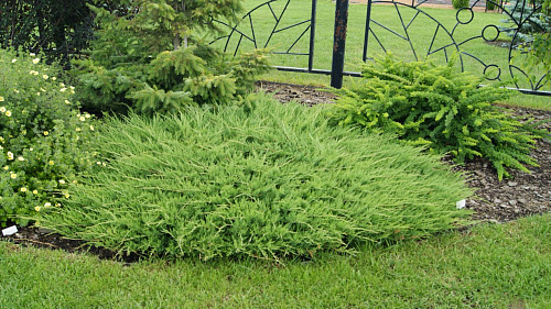 Можжевельник казацкий (Juniperus sabina) C3 25-30 см А