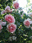 Роза плетистая 175 см Kir Royal Р24 ( возраст 6-7лет)