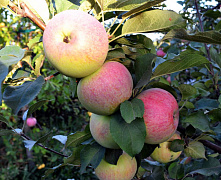 Яблоня Марат Басурин (осенний)