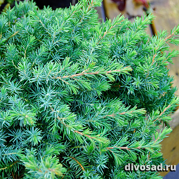 Можжевельник скученный Блю Пасифик (Juniperus conferta Blue Pacific) р10.5  20-25см 