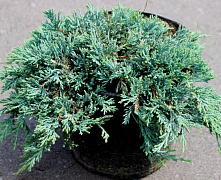 Можжевельник горизонтальный Айс Блю (Juniperus horizontalis Icee Blue) С7,5 30-40см