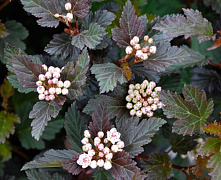 Пузыреплодник калинолистный Саммер Вайн ( Physocarpus opulifolius Summer Wine) р9 П