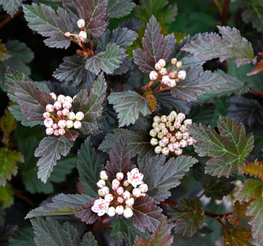 Пузыреплодник калинолистный Саммер Вайн ( Physocarpus opulifolius Summer Wine) р9 П