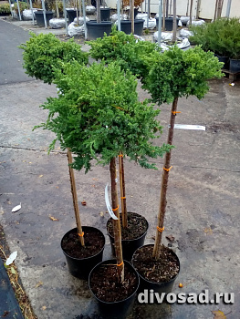 Можжевельник лежачий Нана (Juniperus procumbens Nana) 100см, С5 Штамб двойной