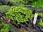 Ель обыкновенная Литтл Джем (Picea abies Little Gem) С2 20-25 см А