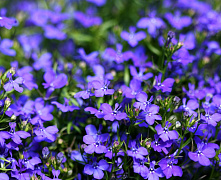 Рассада Лобелия (Lobelia)