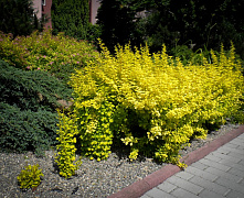Барбарис Тунберга Голден Рокет (Berberis thunbergii Golden Rocket) С12 40-60 см
