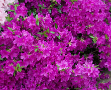 Рододендрон Блау Донау (листопадный) Rhododendron (Aj) Blaue Donae C10 40-50см