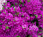 Рододендрон Блау Донау (листопадный) Rhododendron (Aj) Blaue Donae C10 40-50см