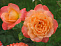 Роза флорибунда Самаритан (Samaritan)(саженец класса АА+) высший сорт