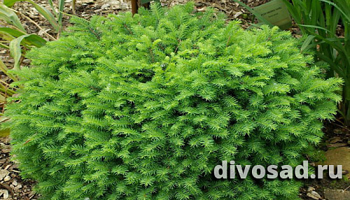 Ель сербская Карел (Picea omorika Karel) 20-30 см, 2л