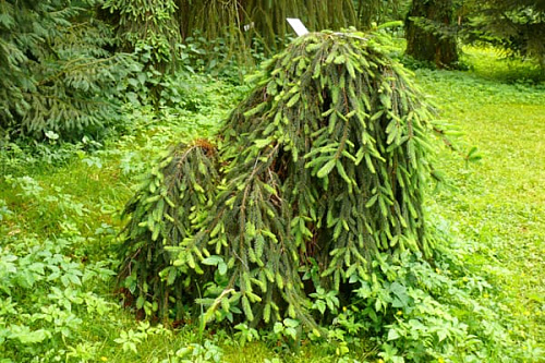 Ель обыкновенная Инверса (Picea abies Inversa) С7,5  50-60см