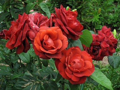 Роза парковая Терракота(саженец класса АА+) высший сорт