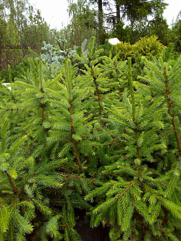 Ель сербская (Picea omorika) 40-60см