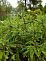 Ель сербская (Picea omorika) 40-60см
