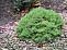 Ель канадская Альберта Глоб (Picea gl. Alberta Globe) 40-60см