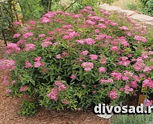 Спирея японская Неон Флеш (Spiraea japonica Neon Flash) С5 20-25см