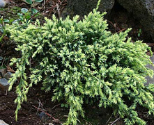 Можжевельник чешуйчатый Холгер (Juniperus squamata Holger) С5 25-30 см