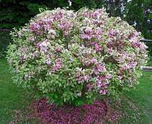 Вейгела цветущая Нана Вариегата (Weigela florida Nana Variegata) С2/3  30-50 см