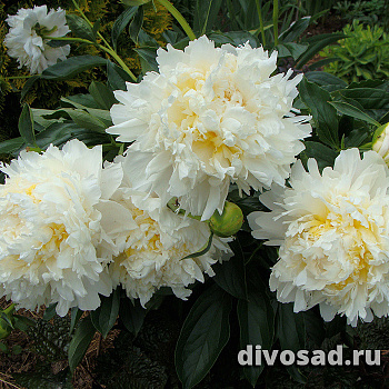 Пион Хани Голд (Paeonia (LD) 'Honey Gold' ) С3