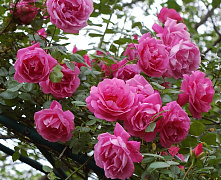 Роза плетистая Розовая жемчужина