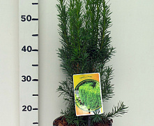 Тисс Средний Хикси (Taxus media Hicksii) C2 30-40