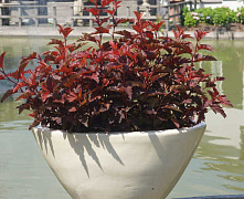 Пузыреплодник калинолистный Литл Ангел (Physocarpus opulifolius Little Angel) С2