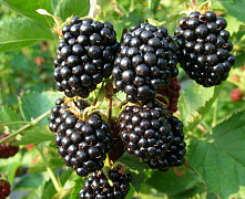 Ежевика Эбони р9