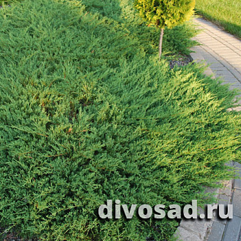 Можжевельник горизонтальный Андорра Компакт (Juniperus hor. Andorra Compact) 20-30см, 3л