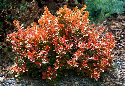 Барбарис тунберга Адмирейшн (Berberis thunbergii 'Admiration' PBR) С2 20-30см  Д