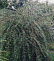 Ива пурпурная плакучая (Salix purpurea Pendula) 40-60 А