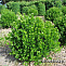 Самшит вечнозелёный (Buxus sempervirens) С5 30-40