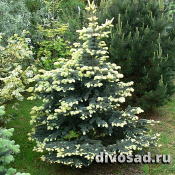 Ель колючая Белобок (Picea pungens Białobok)ком 160-180 К