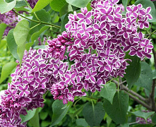 Сирень обыкновенная Сенсация (Syringa vulgaris Sensation) 30-80 см 