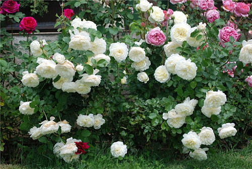 Роза англ. Транквилити (Rosa Tranquillity)