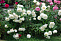 Роза англ. Транквилити (Rosa Tranquillity)